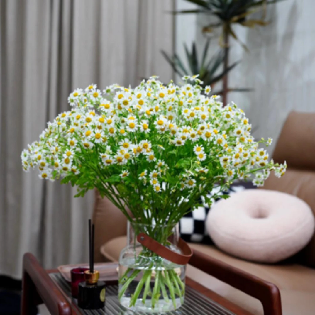 【洋甘菊6枝】衡阳同城鲜花免费配送到家