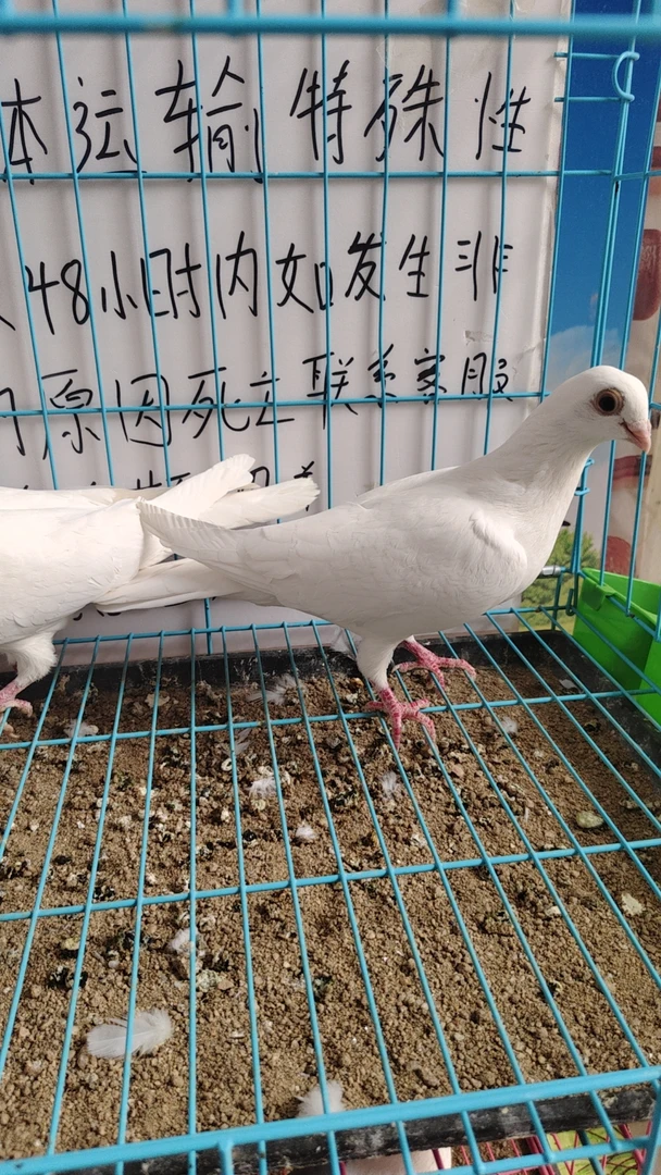 赛鸽幼鸽小崽草窝