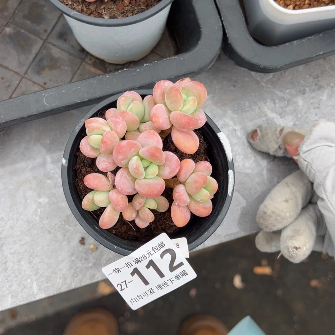 桔子洛神多肉多肉多肉多肉