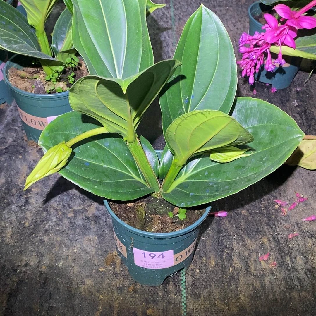 木本植物?**?木本花卉194