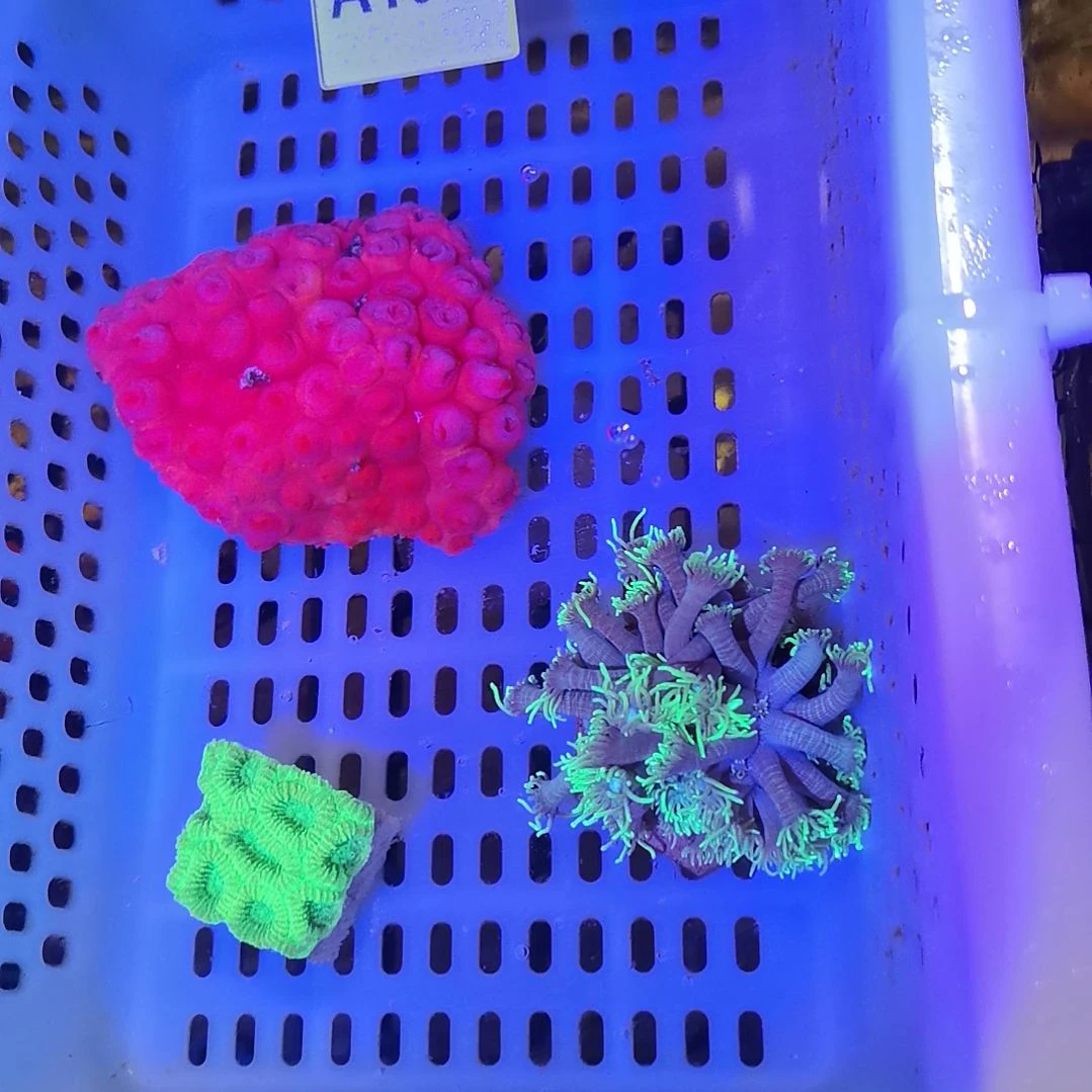 地毯海葵1015太阳花套餐