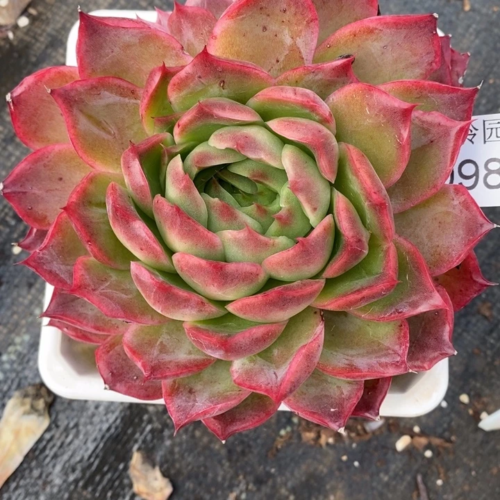 984杂交老桩基地～11厘米