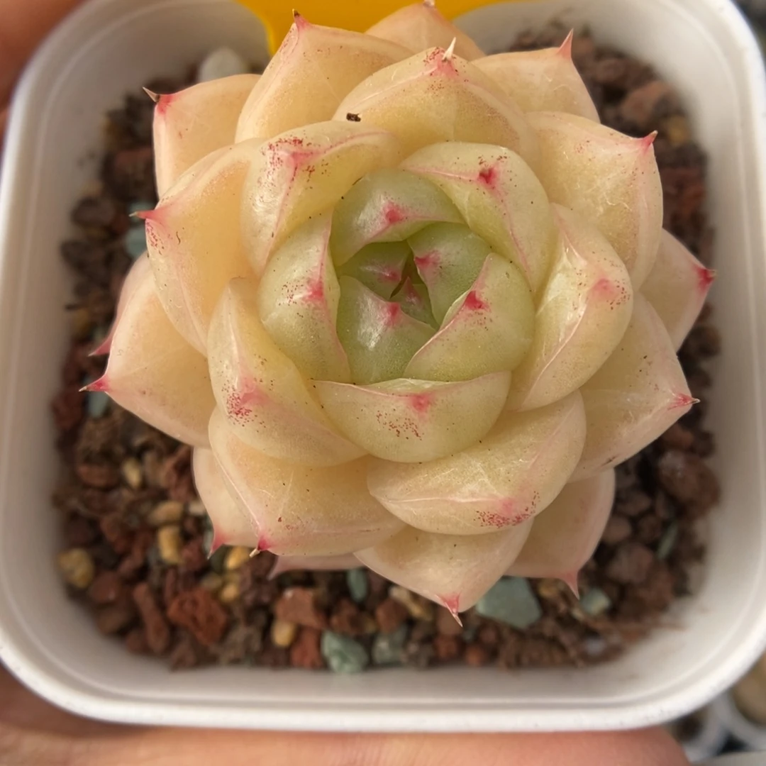 琉璃麦杆可拍1055号