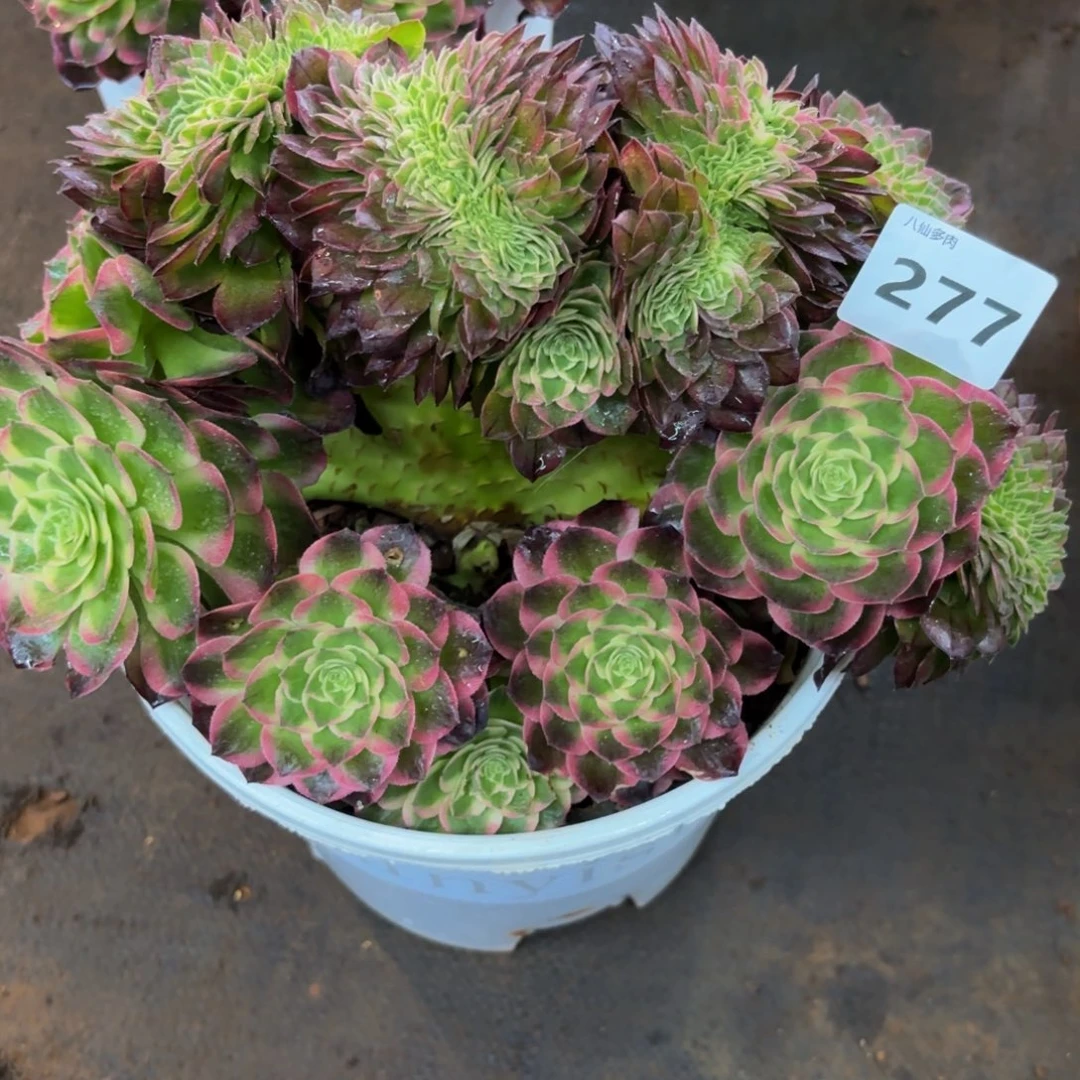 刘*艳277多肉植物海王缀
