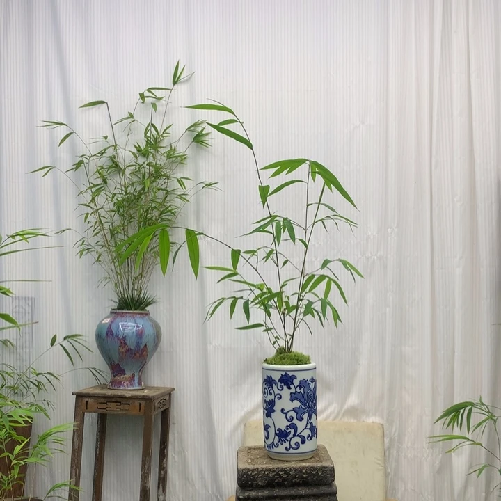 竹子竹子绿植绿护竹子