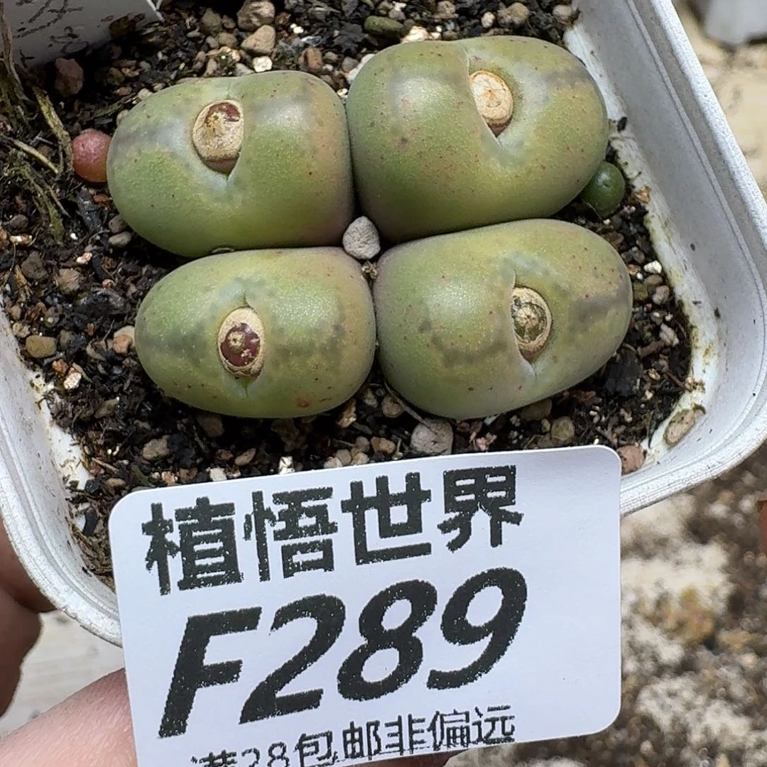 多肉植物的润泽gbn