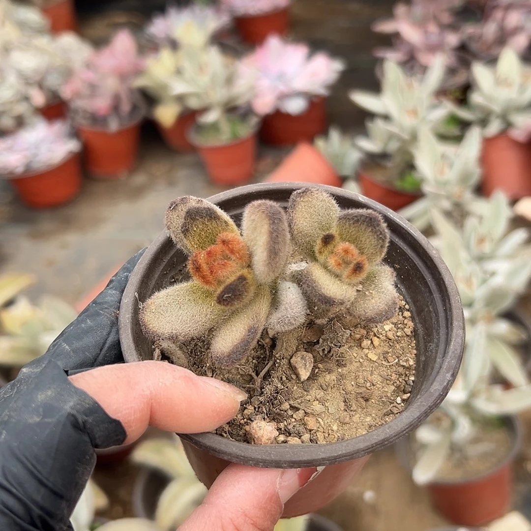 多肉植物多肉植物