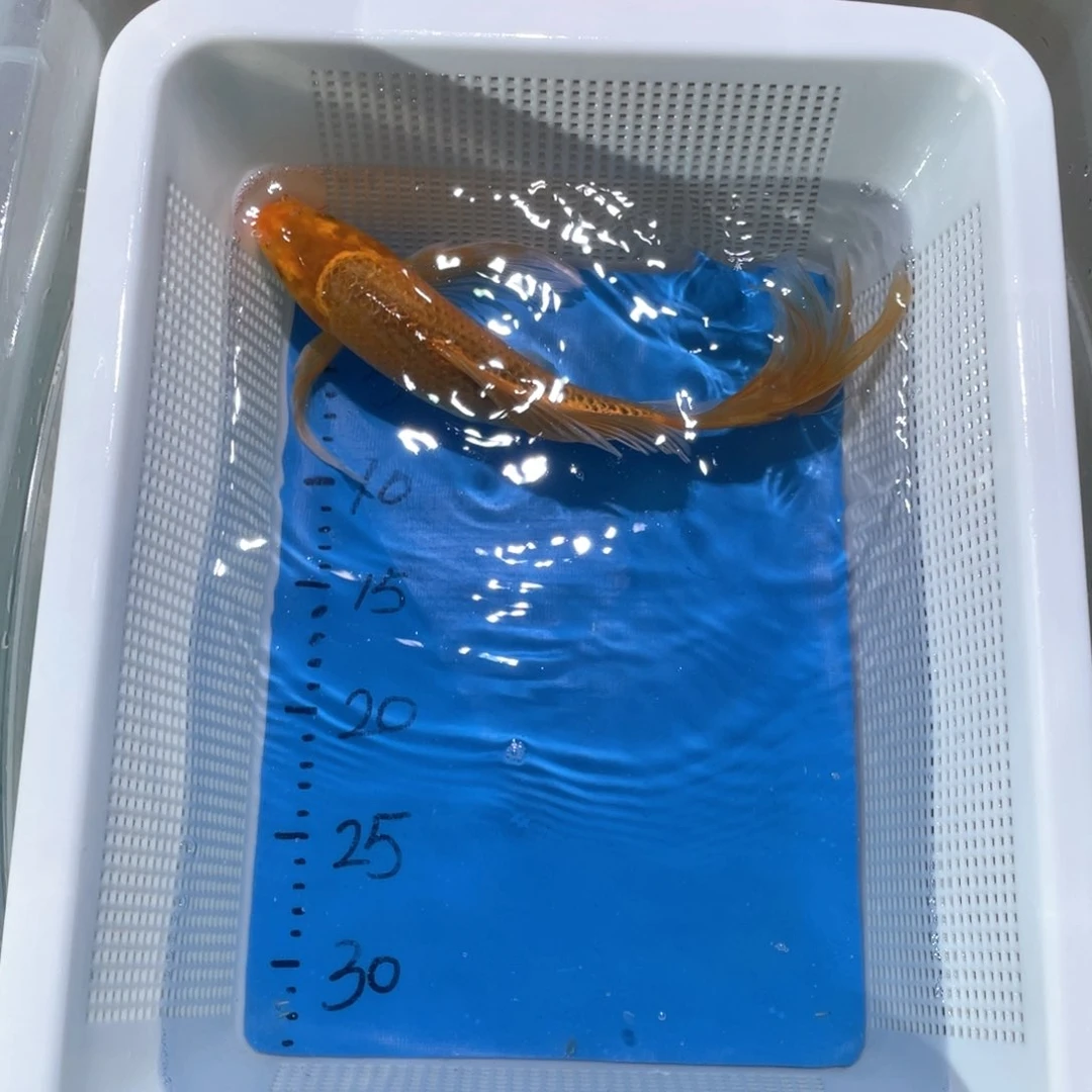 锦鲤锦鲤锦鲤蝴蝶鲤鱼