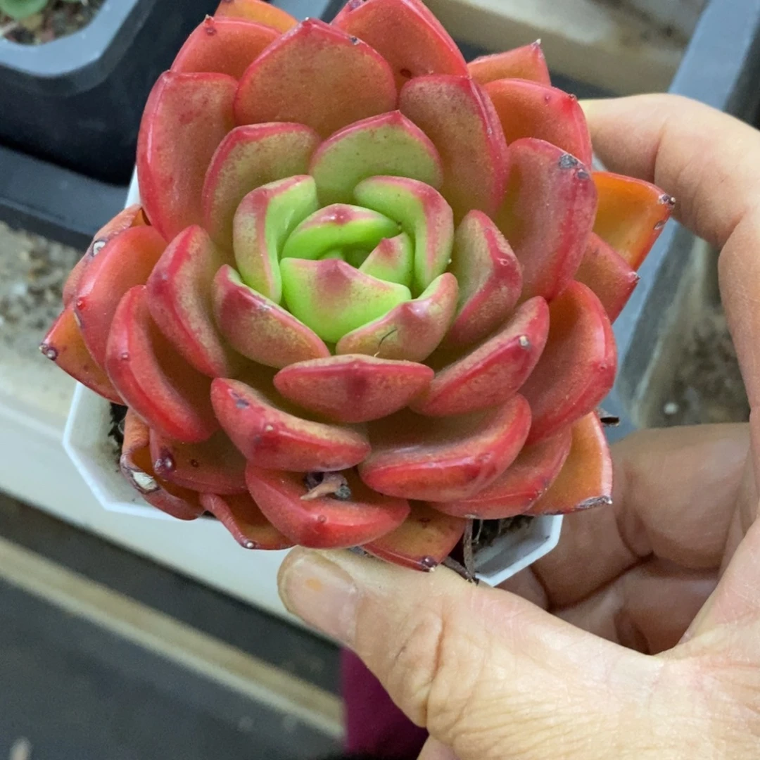 精品多肉一物一拍不包整109