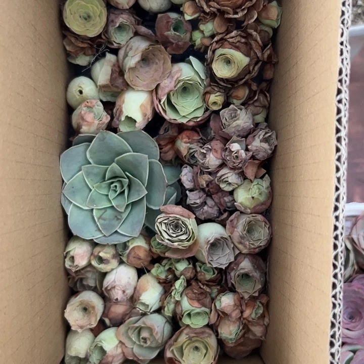 苗苗山地玫瑰瑕疵不售后177