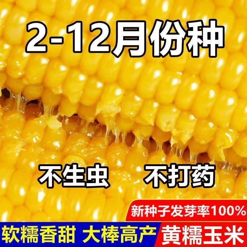 黄糯玉米种子一年四季种香甜糯大棒玉米高产粘玉米种籽-
