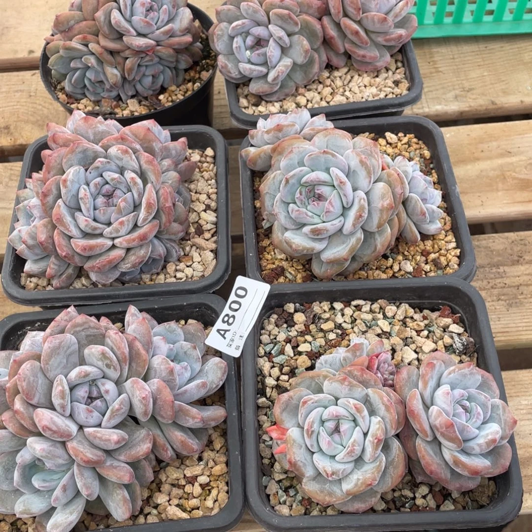 A800静好多肉园艺