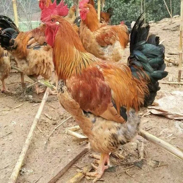 K9肉鸡882肉鸡大种肉鸡鲜肉