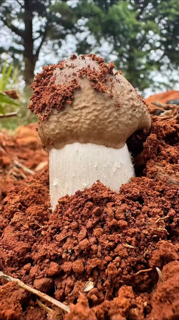 云南新鲜野生鸡纵菌鸡棕不开伞骨朵野生菌500g-1000g顺丰包邮