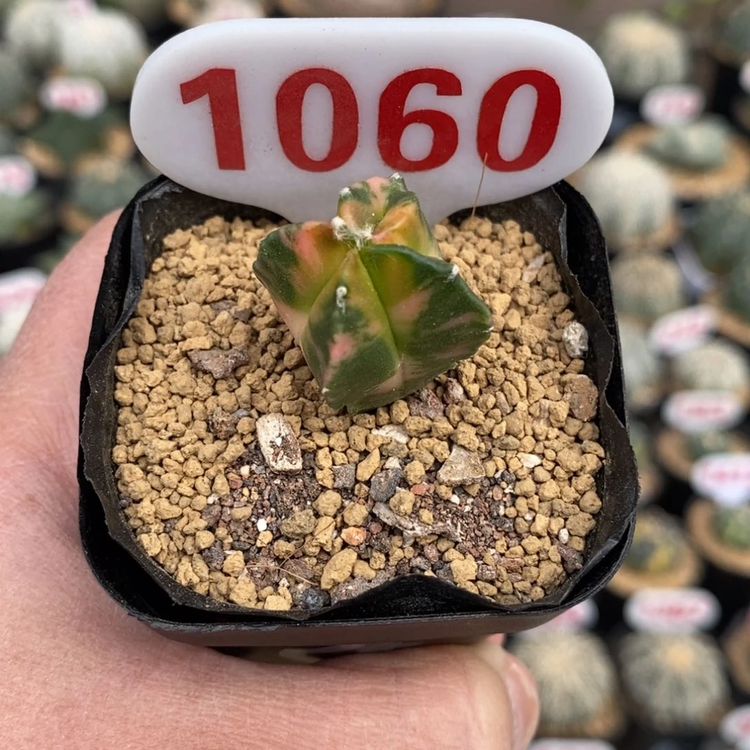 1060鸾凤兜福利来了