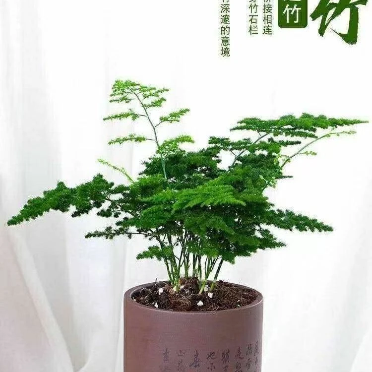矮生云竹云松盆栽唐山内好假山桌面养绿植办公室盆景云竹四季云竹