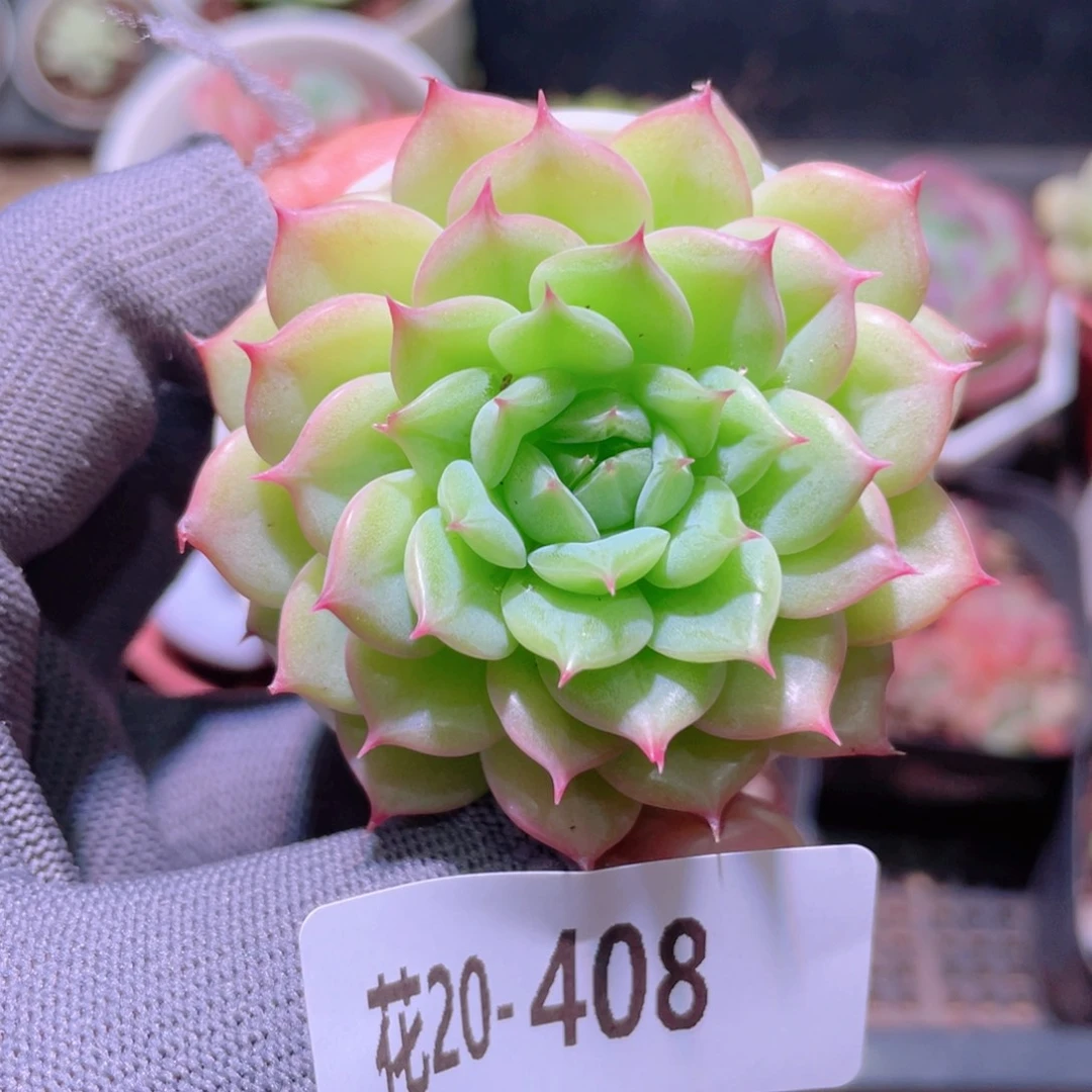 花利美20-408新品
