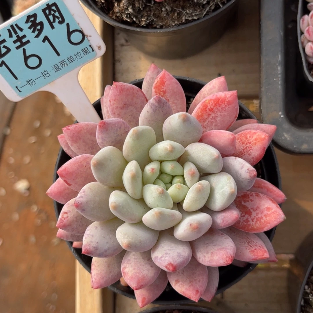 云尘多肉一物一拍1616