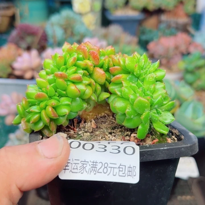 幸运的是我还没遇到你