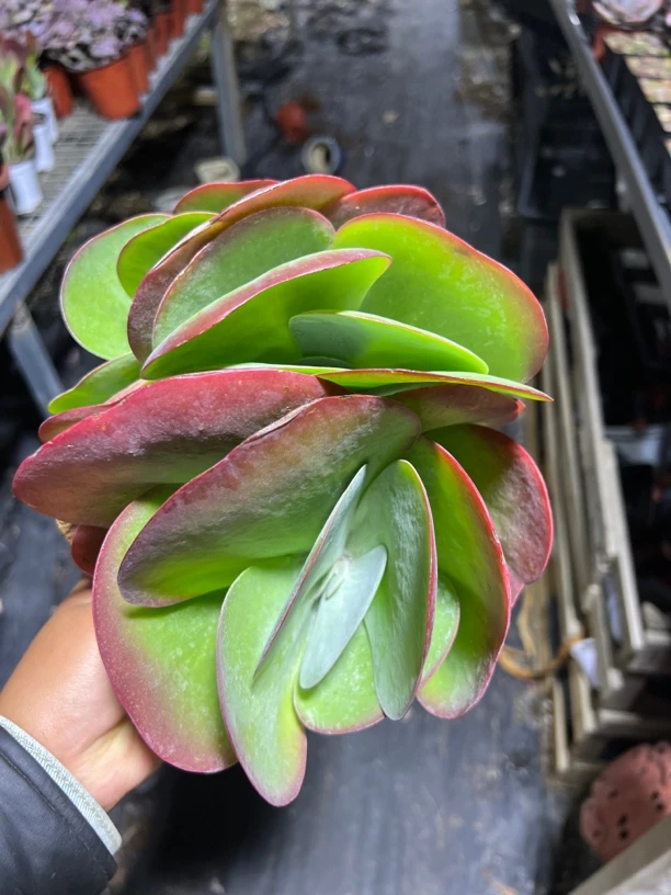 大唐印润生多肉植物