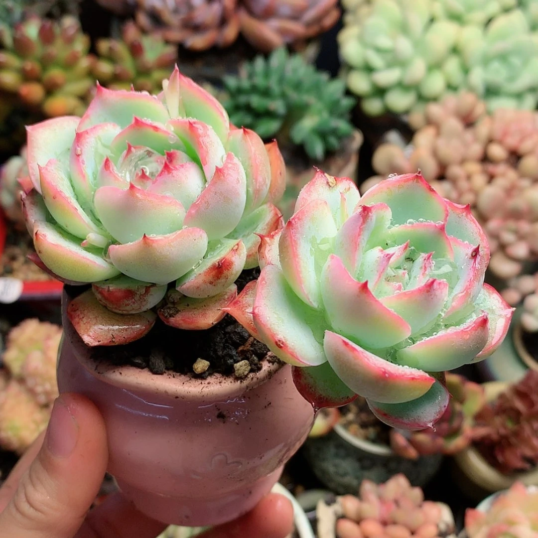 【闪购商品】亦草带盆