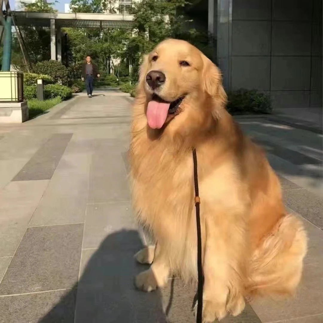 【低价领养】金毛犬活体枫叶红金毛沙滩金毛巡回犬狗狗混血活体金毛