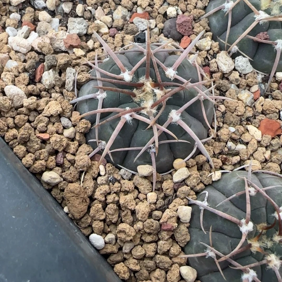 046实生渡边光琳多肉