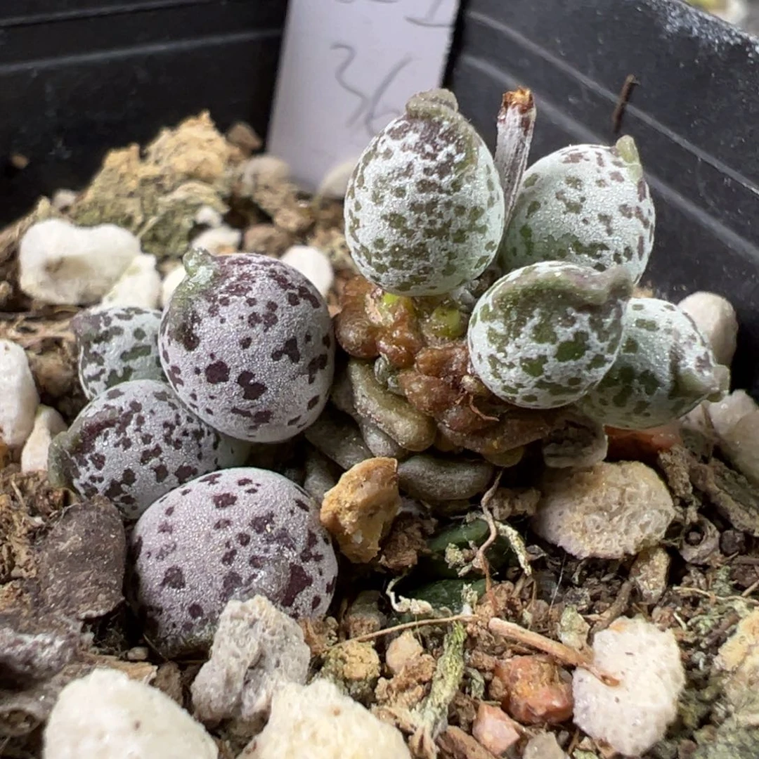 带桩星空斑点款海豹