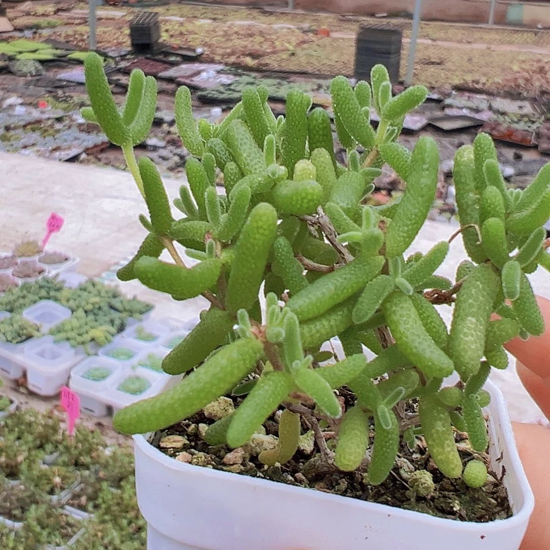 糖球枝干19包邮多肉