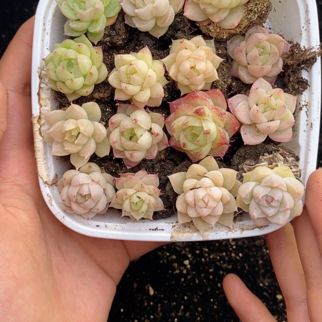 2-588 新疆西藏内蒙不发其他12.8包邮两到三公分多肉