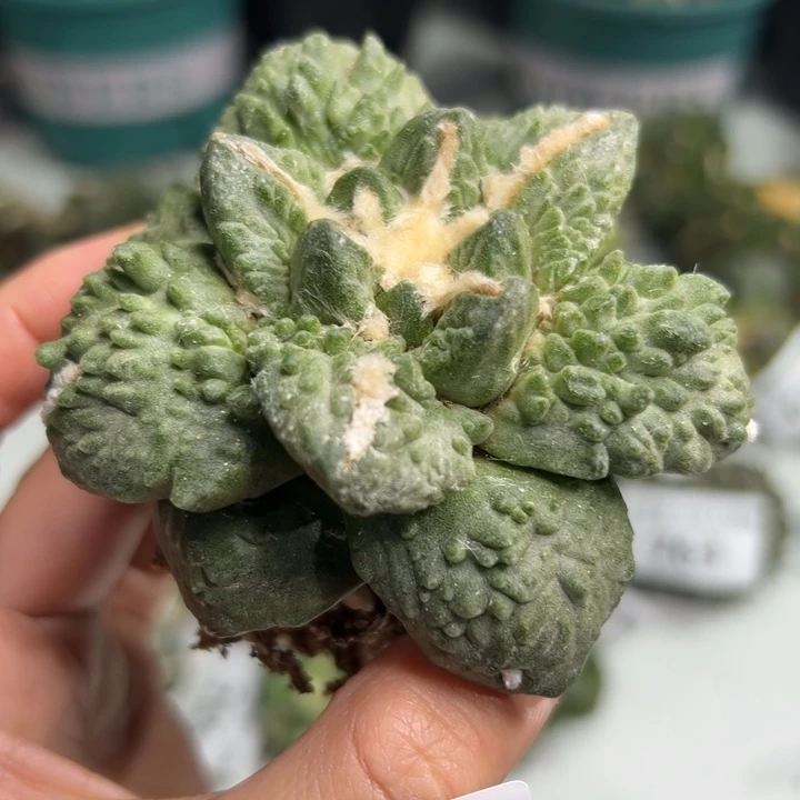 767 脱土带根发货