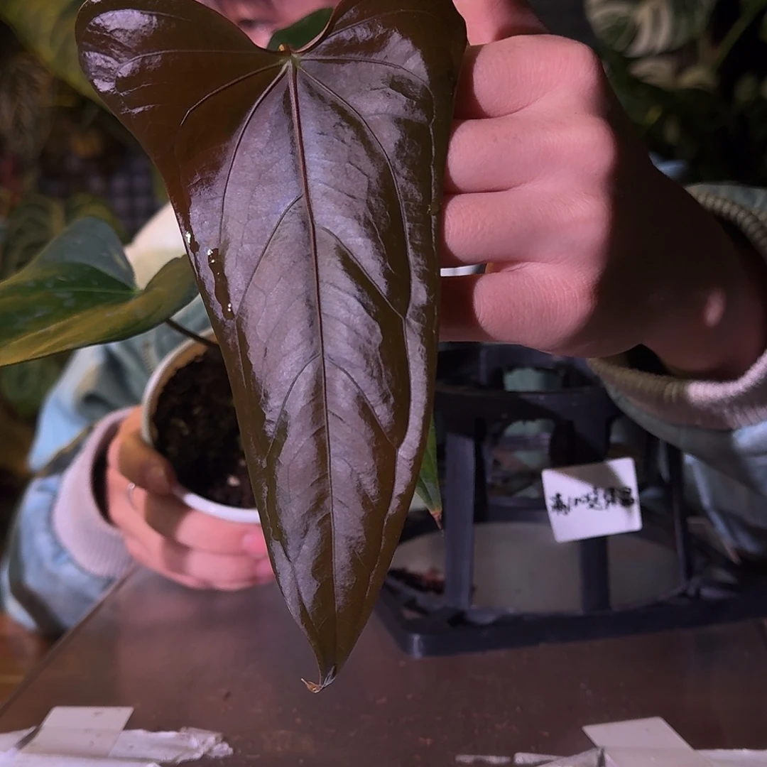 不开花植物E86小羊皮杂希尼亚