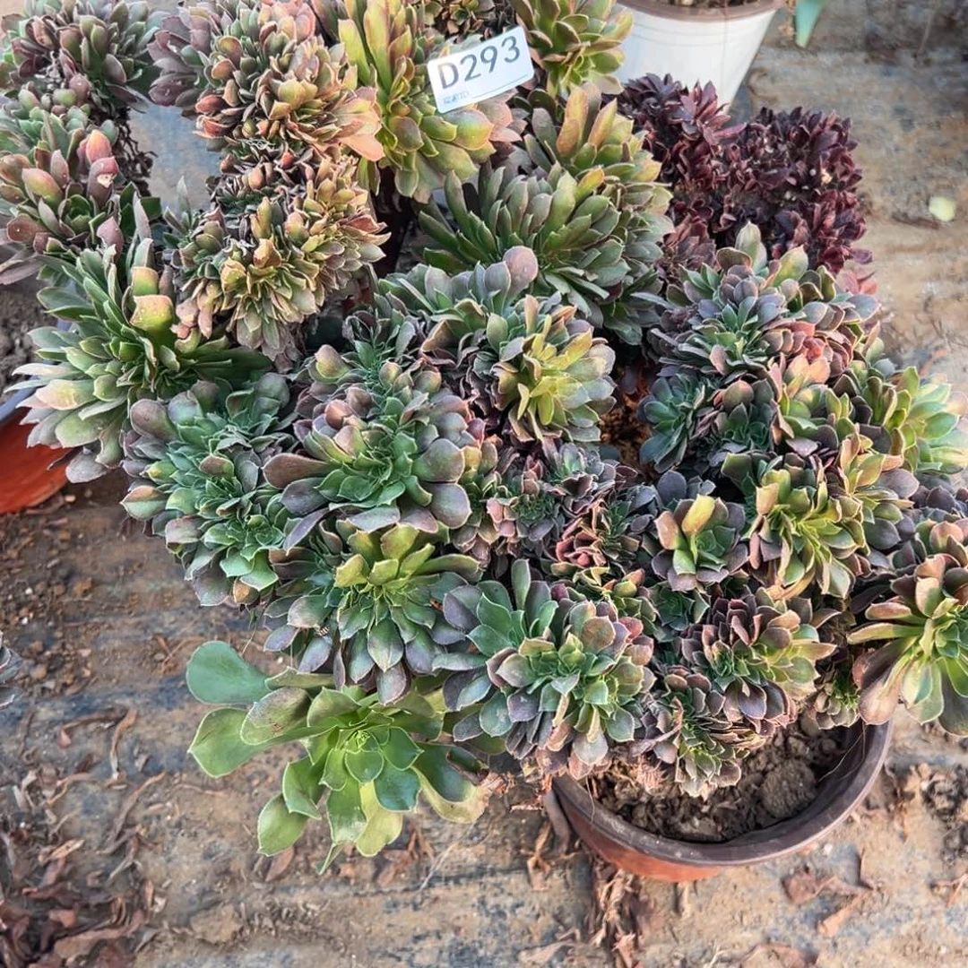 293三颗组合多肉植物