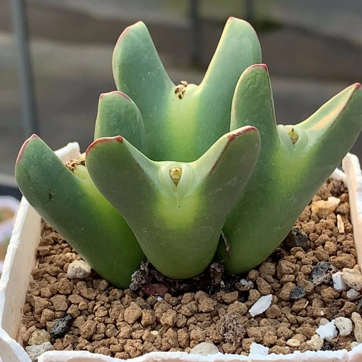 精品多肉植物精品多肉