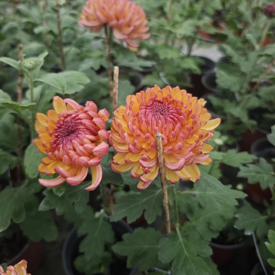 带花苞多年生菊花苗土球发货适合室内外栽种红色九月菊