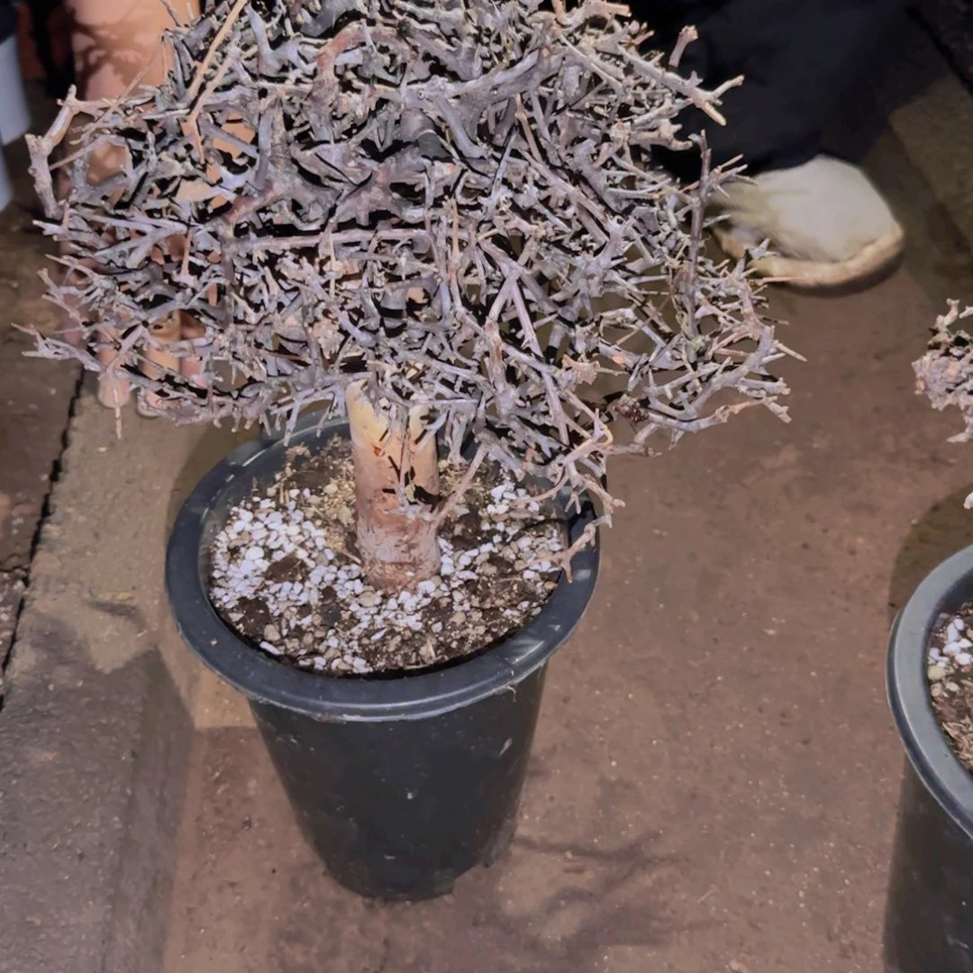 月***离块根植物块根植物