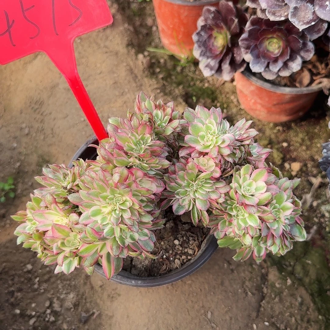 4575荔枝缀化多肉