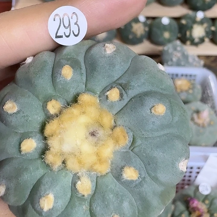 实生南瓜园艺观赏植物