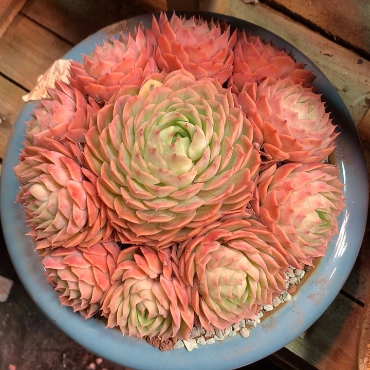 昂斯洛手捧多肉植物cghbbjn