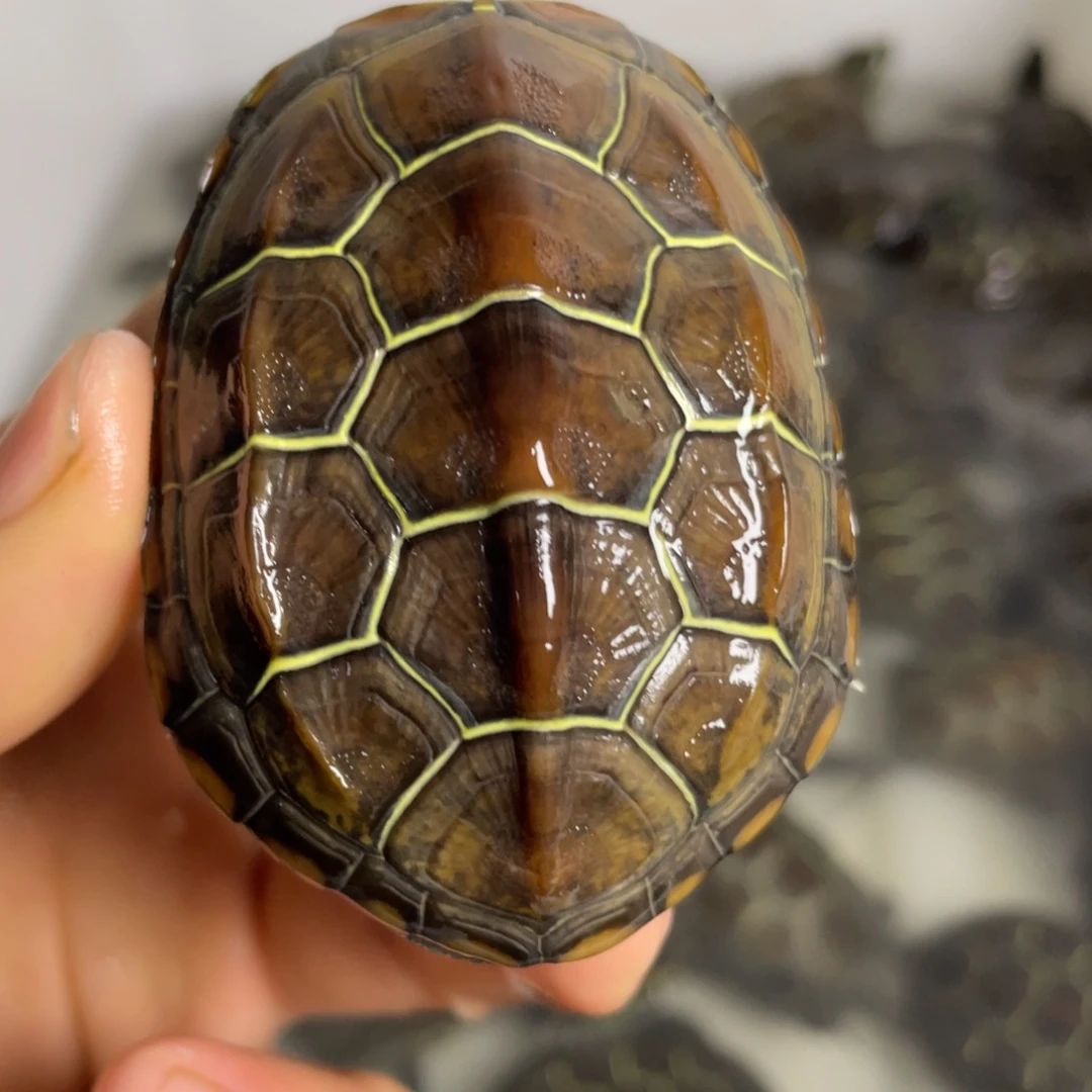 苏北金线冷水草龟