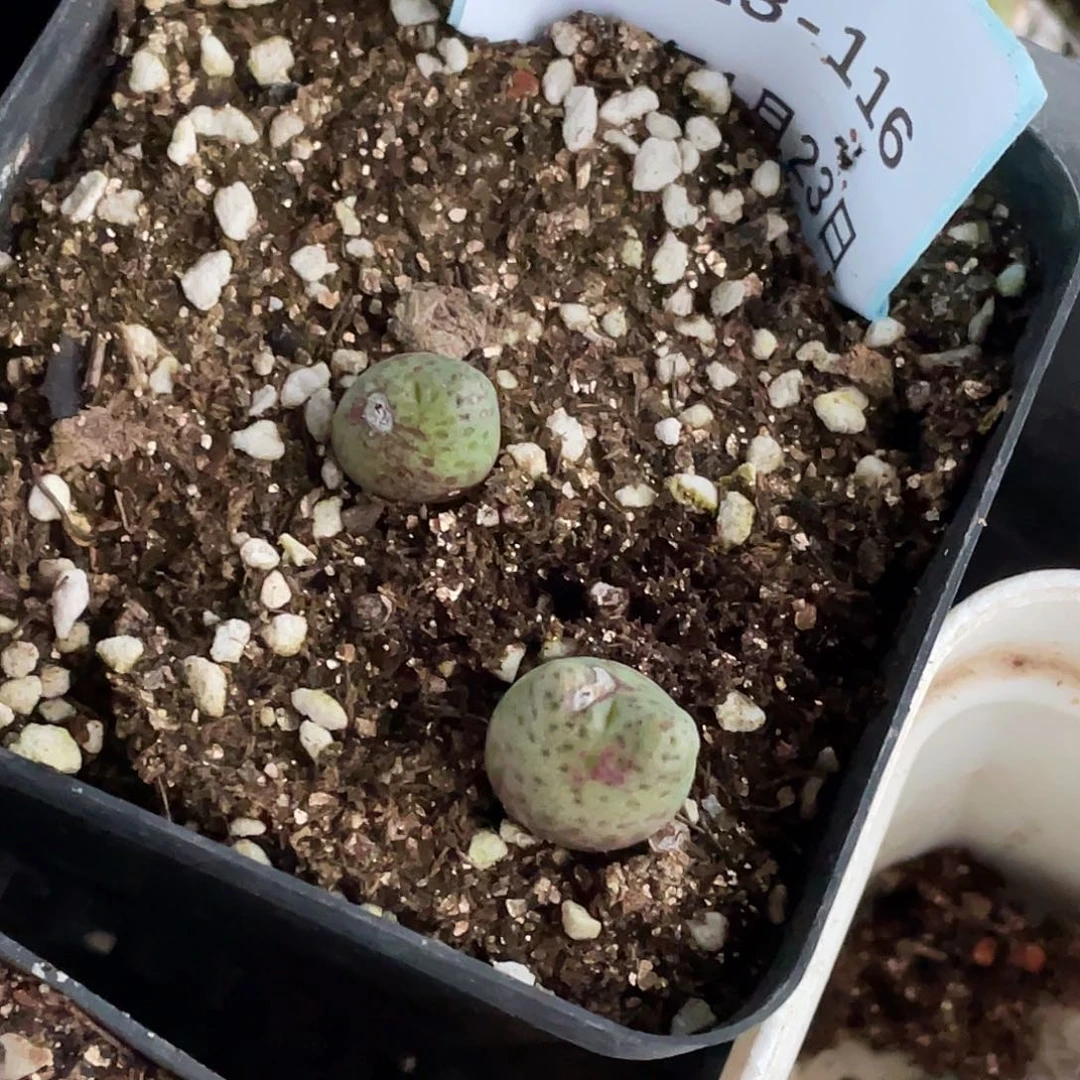 L23-116肉锥多肉植物