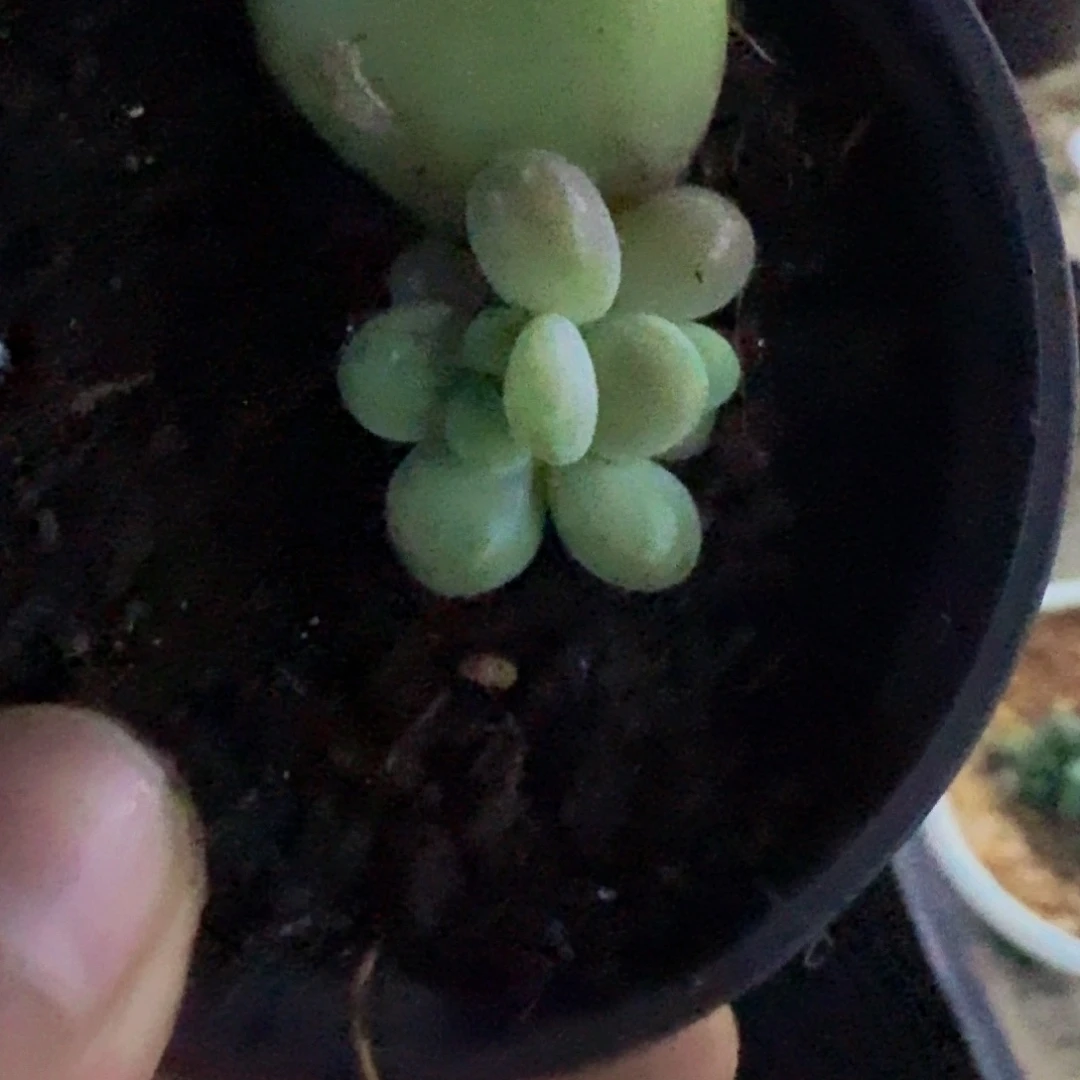 肉****Ｘ系小苗一物一拍链接