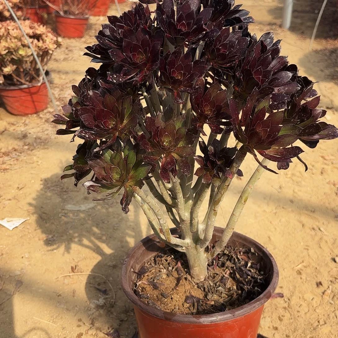 黑法师多肉植物。