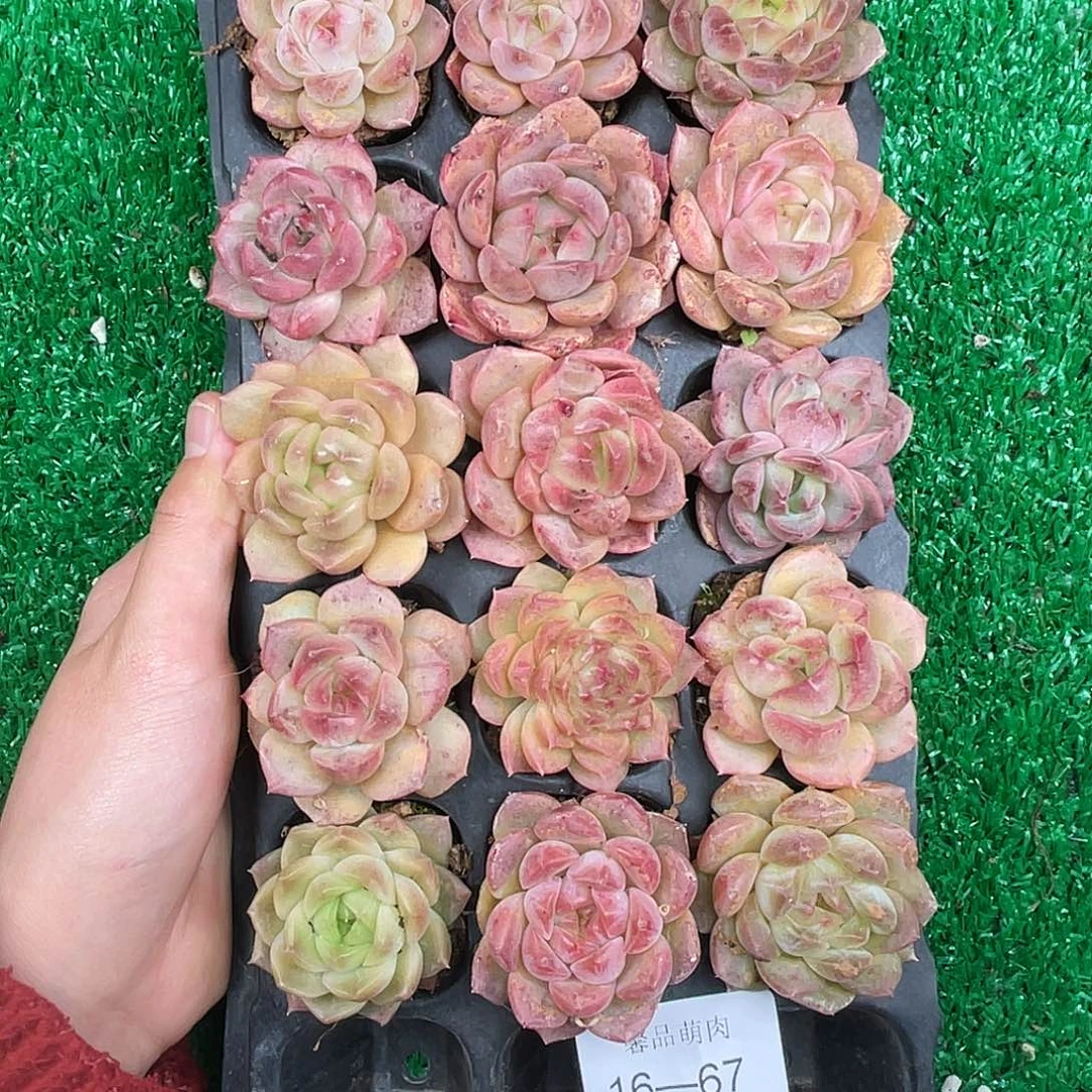 精品多肉一物一拍16-67