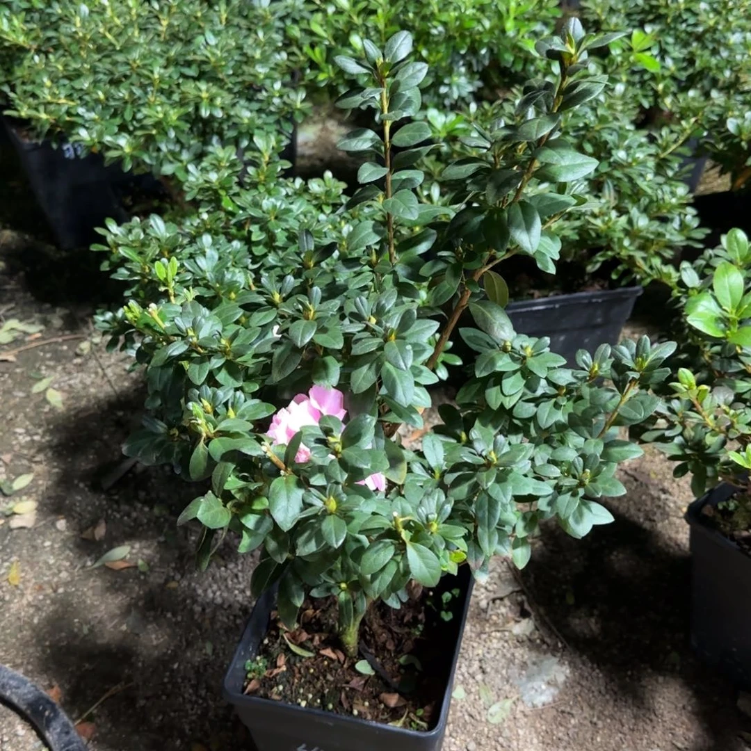 陈***姐完全开放维纳斯杜鹃