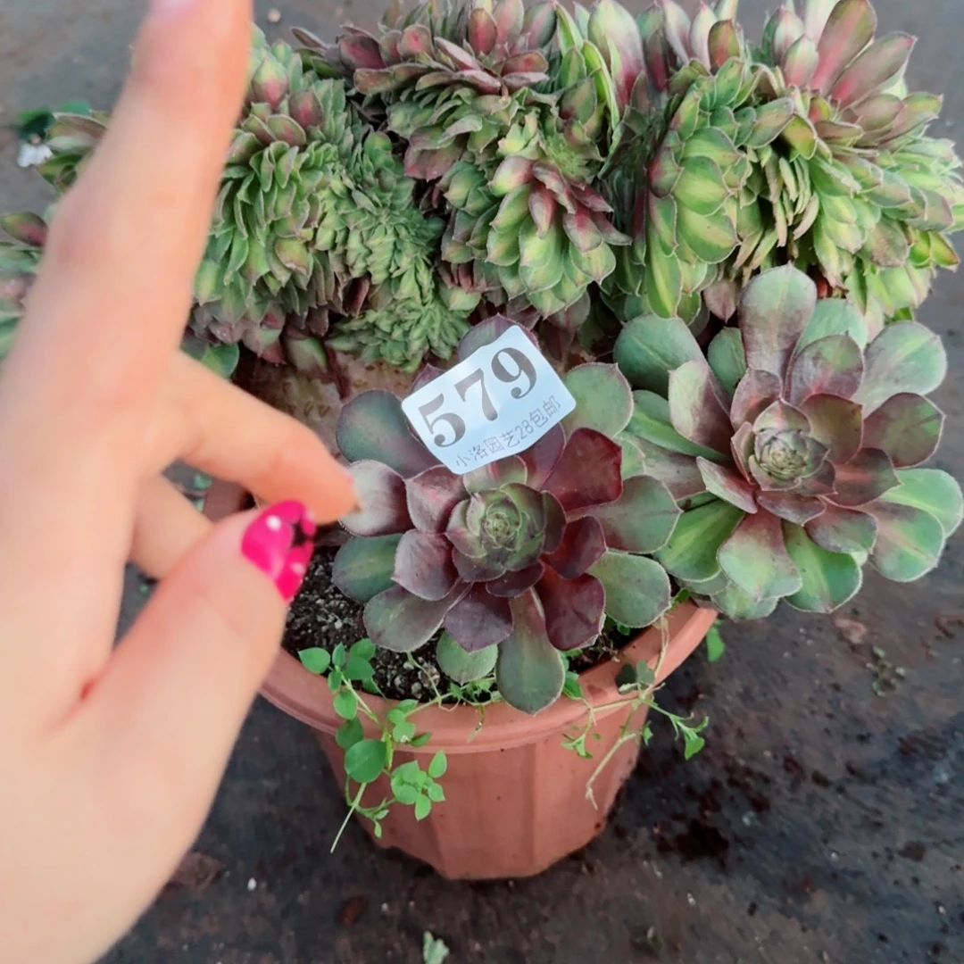 579抹茶缀化多肉植物满28包