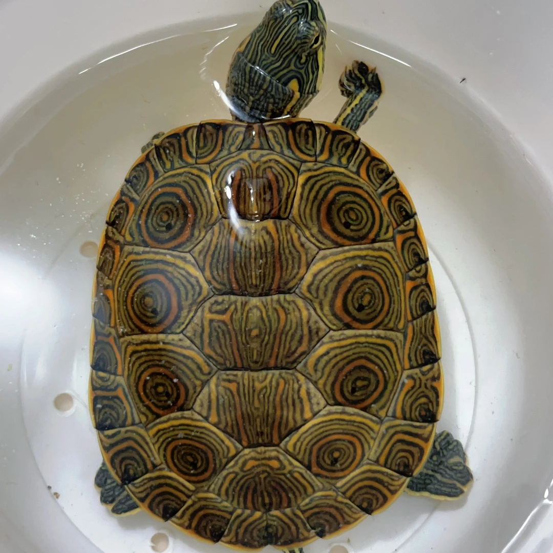 果东/梵高/蜡笔/黑巴/悖论【选品专拍专用】 自己私自拍下无效