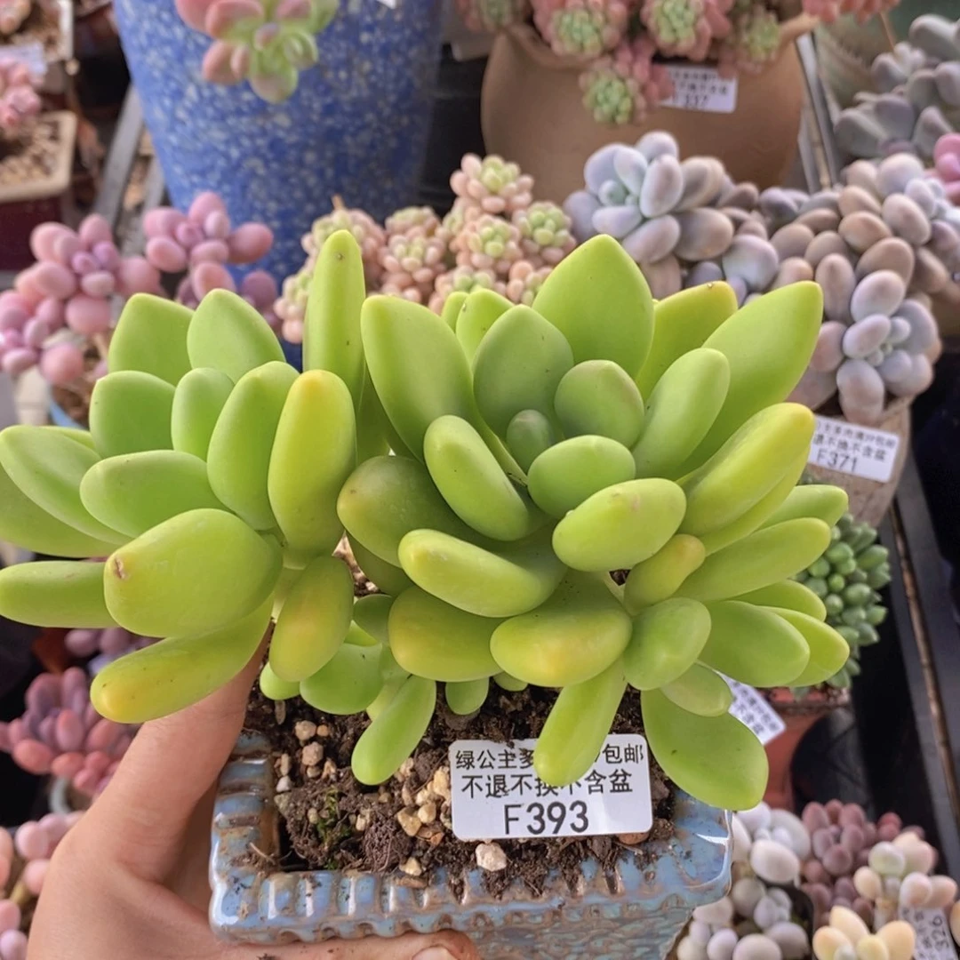 芒果奶13cm393多肉植物
