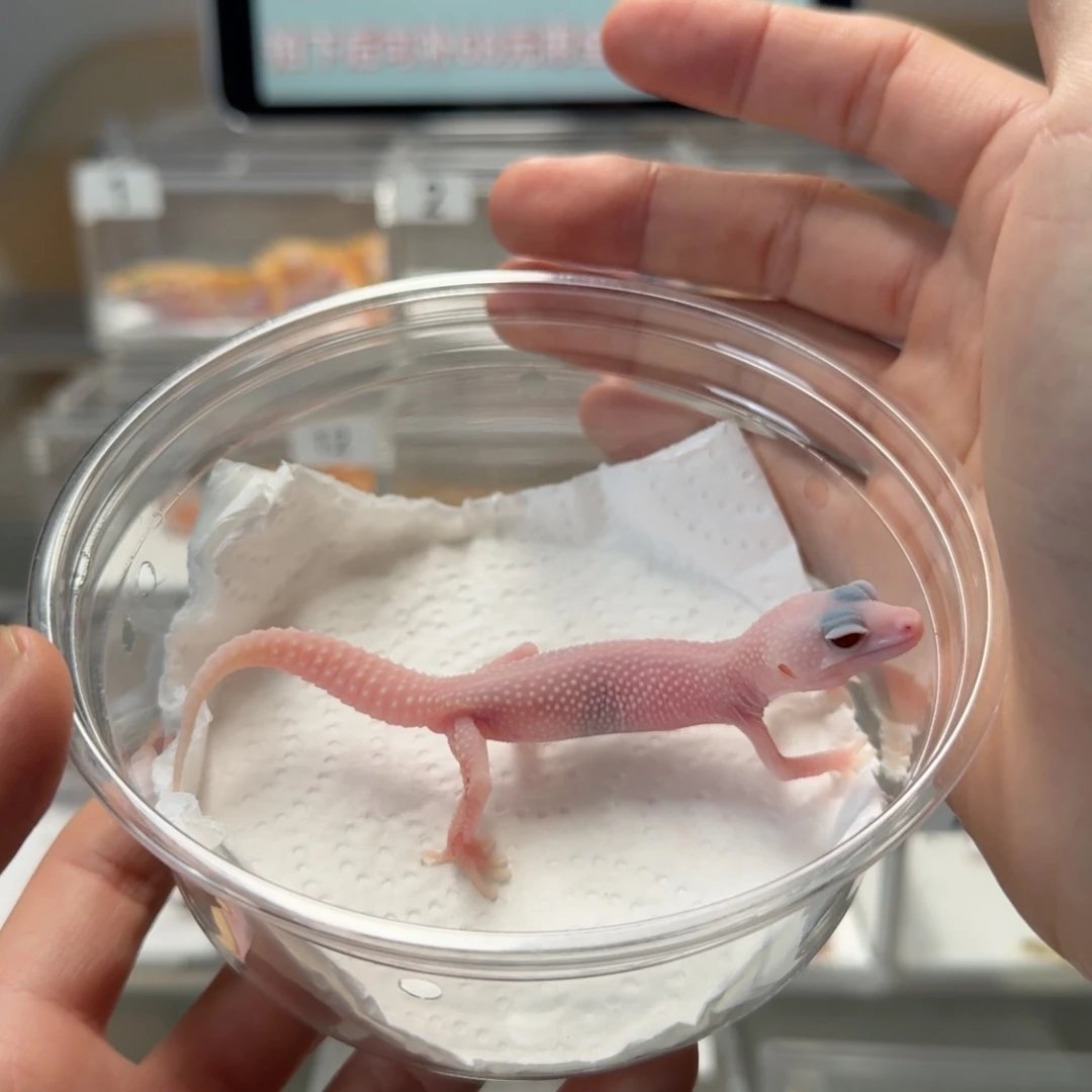 豹纹守宫雪花恶魔白酒母温