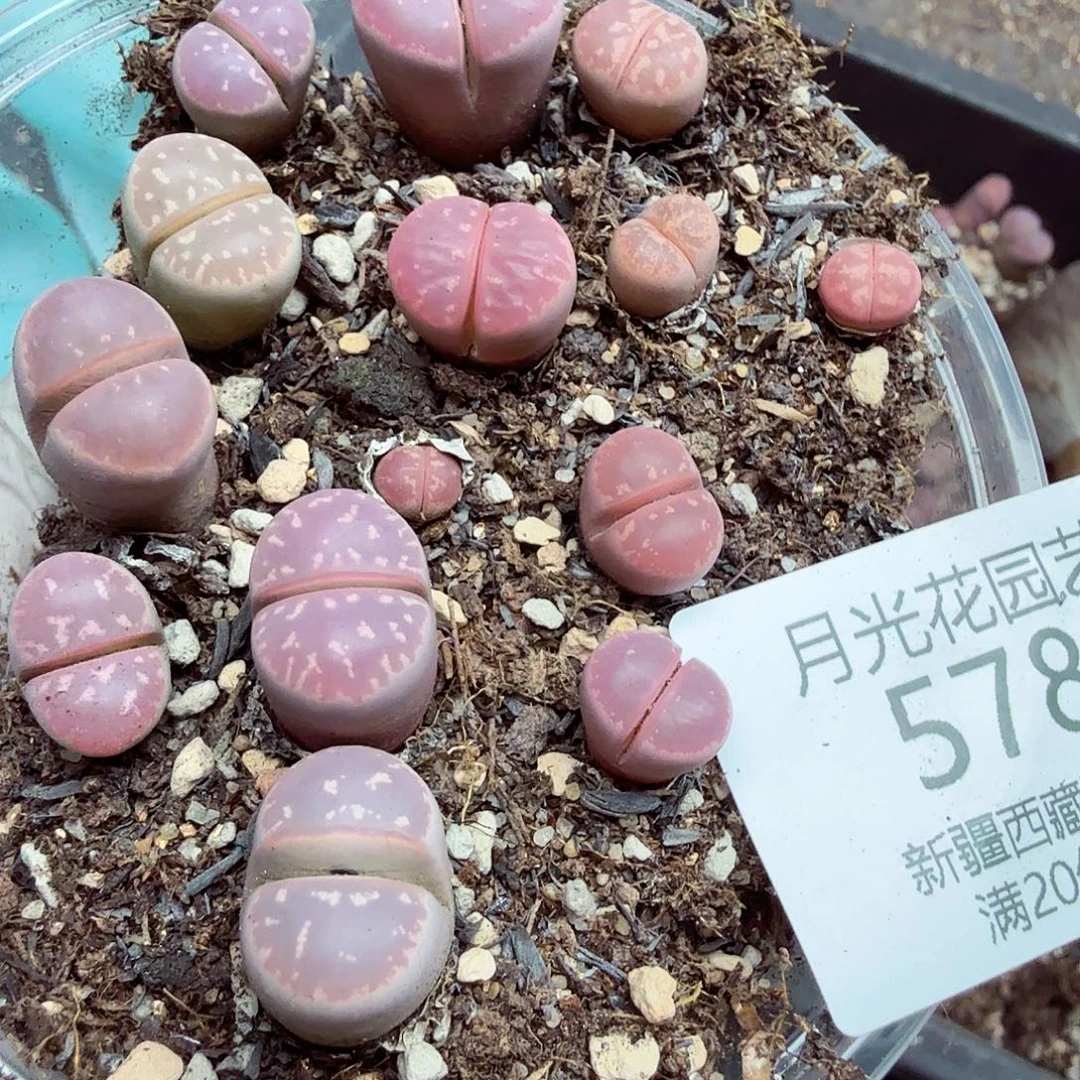 是一个不想被爱包围了吧这578哈哈